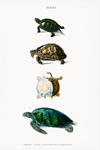 Different types of turtles illustrated by <a href="https://www.rawpixel.com/search/Charles%20Dessalines%20D%27%20Orbigny?&amp;page=1">Charles Dessalines D&#39; Orbigny</a> (1806-1876). Digitally enhanced from our own 1892 edition of Dictionnaire Universel D&#39;histoire Naturelle.