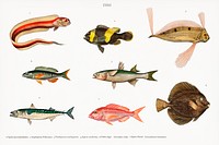 <a href="https://www.rawpixel.com/search/Charles%20Dessalines%20D%27%20Orbigny?&amp;page=1">Different types of fishes illustrated by</a> Charles Dessalines D&#39; Orbigny (1806-1876) Digitally enhanced from our own 1892 edition of Dictionnaire Universel D&#39;histoire Naturelle.