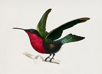 Vintage Illustration of Garnet-throated hummingbird (Trochilus granatinus)