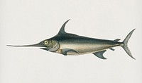 Vintage Illustration of Swordfish (Xiphias gladius)