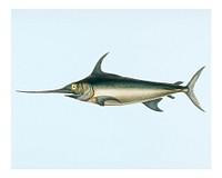 Vintage Swordfish (Xiphias gladius) illustration wall art print and poster.