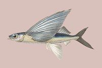 Vintage Illustration of Stropical two wing flying fish.