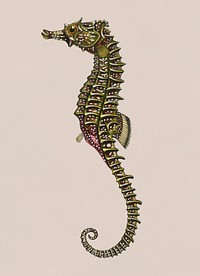 Vintage Illustration of Lined seahorse.