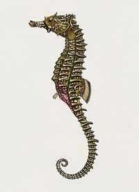 Vintage Illustration of Lined seahorse (Hippocampus Erectus)