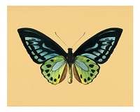 Vintage green birdwing (Ornithoptera priamus) illustration wall art print and poster.