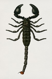 Vintage Illustration of The Emperor Scorpion (Buthus Afer)