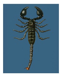 The Emperor Scorpion (Buthus Afer) vintage illustration wall art print and poster.