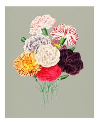 Vintage Carnation (Dianthus caryophyllus) illustration wall art print and poster.
