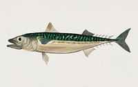 Vintage Illustration of Chub mackerel (Scomber colias)