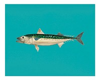 Vintage mackerel (Scomber colias) illustration wall art print and poster.