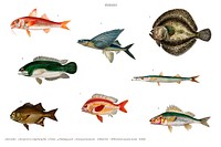 Different types of fishes illustrated by <a href="https://www.rawpixel.com/search/Charles%20Dessalines%20D%27%20Orbigny?&amp;page=1">Charles Dessalines D&#39; Orbigny</a> (1806-1876) Digitally enhanced from our own 1892 edition of Dictionnaire Universel D&#39;histoire Naturelle.