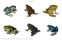 Different types of frogs illustrated by Charles Dessalines D' Orbigny (1806-1876). Digitally enhanced from our own 1892 edition of Dictionnaire Universel D'histoire Naturelle.