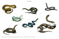 Different types of snakes illustrated by <a href="https://www.rawpixel.com/search/Charles%20Dessalines%20D%27%20Orbigny?&amp;page=1">Charles Dessalines D&#39; Orbigny</a> (1806-1876). Digitally enhanced from our own 1892 edition of Dictionnaire Universel D&#39;histoire Naturelle.