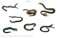 Different types of snakes illustrated by Charles Dessalines D' Orbigny (1806-1876). Digitally enhanced from our own 1892 edition of Dictionnaire Universel D'histoire Naturelle.