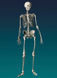 Vintage Illustration of Human skeleton.