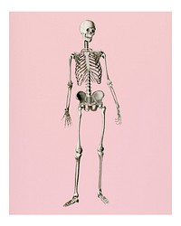 Vintage human skeleton illustration wall art print and poster.
