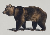 Vintage Illustration of Brown Bear.