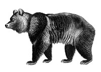 Vintage illustrations of Brown Bear