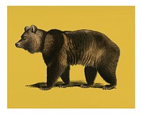 Vintage Brown Bear (Ursus Arctos) illustration wall art print and poster.