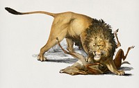 Vintage Illustration of Lion (Panthera Leo)