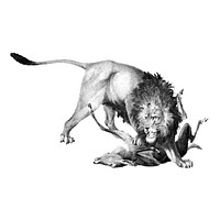 Vintage illustrations of Male lion