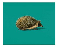 Vintage European hedgehog (Erinaceus Europaeus) illustration wall art print and poster.