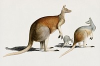 Vintage Illustration of The red kangaroo (Macropus rufus)