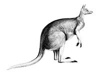 Vintage illustrations of The red kangaroo