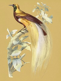 Vintage Illustration of The greater bird-of-paradise.