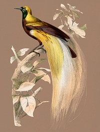 Vintage Illustration of The greater bird-of-paradise.