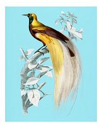 The greater bird-of-paradise (Paradisaea apoda) vintage illustration wall art print and poster.