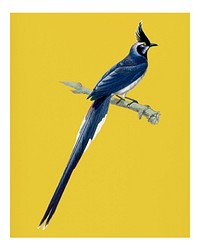 Vintage black-throated magpie-jay (Pica colliei) illustration wall art print and poster.