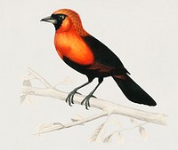 Vintage Illustration of Masked crimson tanager (Ramphocelus Nigrogularis)
