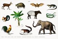 Different types of animals illustrated by <a href="https://www.rawpixel.com/search/Charles%20Dessalines%20D%27%20Orbigny?&amp;page=1">Charles Dessalines D&#39; Orbigny</a> (1806-1876). Digitally enhanced from our own 1892 edition of Dictionnaire Universel D&#39;histoire Naturelle.