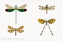 Different types of insects illustrated by Charles Dessalines D' Orbigny (1806-1876). Digitally enhanced from our own 1892 edition of Dictionnaire Universel D'histoire Naturelle.