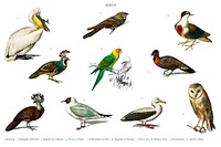 Different types of birds illustrated by <a href="https://www.rawpixel.com/search/Charles%20Dessalines%20D%27%20Orbigny?&amp;page=1">Charles Dessalines D&#39; Orbigny</a> (1806-1876). Digitally enhanced from our own 1892 edition of Dictionnaire Universel D&#39;histoire Naturelle.