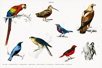 Different types of birds illustrated by <a href="https://www.rawpixel.com/search/Charles%20Dessalines%20D%27%20Orbigny?&amp;page=1">Charles Dessalines D&#39; Orbigny</a> (1806-1876). Digitally enhanced from our own 1892 edition of Dictionnaire Universel D&#39;histoire Naturelle.