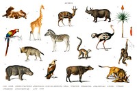 Different types of animals illustrated by <a href="https://www.rawpixel.com/search/Charles%20Dessalines%20D%27%20Orbigny?&amp;page=1">Charles Dessalines D&#39; Orbigny</a> (1806-1876). Digitally enhanced from our own 1892 edition of Dictionnaire Universel D&#39;histoire Naturelle.