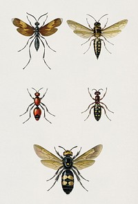 Different types of insects illustrated by <a href="https://www.rawpixel.com/search/Charles%20Dessalines%20D%27%20Orbigny?&amp;page=1">Charles Dessalines D&#39; Orbigny </a>(1806-1876). Digitally enhanced from our own 1892 edition of Dictionnaire Universel D&#39;histoire Naturelle.