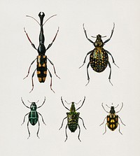Different types of insects illustrated by <a href="https://www.rawpixel.com/search/Charles%20Dessalines%20D%27%20Orbigny?&amp;page=1">Charles Dessalines D&#39; Orbigny </a>(1806-1876). Digitally enhanced from our own 1892 edition of Dictionnaire Universel D&#39;histoire Naturelle.