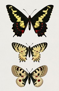 Different types of butterfly illustrated by <a href="https://www.rawpixel.com/search/Charles%20Dessalines%20D%27%20Orbigny?&amp;page=1">Charles Dessalines D&#39; Orbigny</a> (1806-1876). Digitally enhanced from our own 1892 edition of Dictionnaire Universel D&#39;histoire Naturelle.
