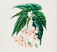 Begonia (Begonia incarnata) illustrated by C<a href="https://www.rawpixel.com/search/Charles%20Dessalines%20D%27%20Orbigny?&amp;page=1">harles Dessalines D&#39; Orbigny</a> (1806-1876). Digitally enhanced from our own 1892 edition of Dictionnaire Universel D&#39;histoire Naturelle.