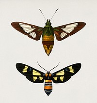 Different types of moths illustrated by <a href="https://www.rawpixel.com/search/Charles%20Dessalines%20D%27%20Orbigny?&amp;page=1">Charles Dessalines D&#39; Orbigny </a>(1806-1876). Digitally enhanced from our own 1892 edition of Dictionnaire Universel D&#39;histoire Naturelle.