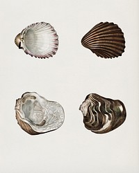 Different types of mollusks illustrated by <a href="https://www.rawpixel.com/search/Charles%20Dessalines%20D%27%20Orbigny?&amp;page=1">Charles Dessalines D&#39; Orbigny </a>(1806-1876). Digitally enhanced from our own 1892 edition of Dictionnaire Universel D&#39;histoire Naturelle.