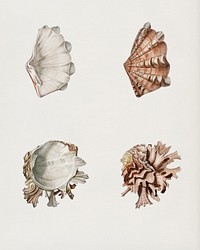 Fluted giant clam and Murex illustrated by <a href="https://www.rawpixel.com/search/Charles%20Dessalines%20D%27%20Orbigny?&amp;page=1">Charles Dessalines D&#39; Orbigny </a>(1806-1876). Digitally enhanced from our own 1892 edition of Dictionnaire Universel D&#39;histoire Naturelle.