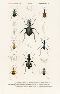 Different types of beetles illustrated by Charles Dessalines D' Orbigny (1806-1876). Digitally enhanced from our own 1892 edition of Dictionnaire Universel D'histoire Naturelle.