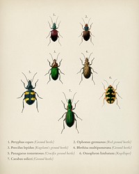 Different types of beetles illustrated by <a href="https://www.rawpixel.com/search/Charles%20Dessalines%20D%27%20Orbigny?&amp;page=1">Charles Dessalines D&#39; Orbigny</a> (1806-1876). Digitally enhanced from our own 1892 edition of Dictionnaire Universel D&#39;histoire Naturelle.