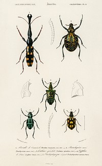 Different types of insects illustrated by Charles Dessalines D' Orbigny (1806-1876). Digitally enhanced from our own 1892 edition of Dictionnaire Universel D'histoire Naturelle.