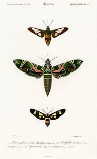 Different types of moths illustrated by <a href="https://www.rawpixel.com/search/Charles%20Dessalines%20D%27%20Orbigny?sort=curated&amp;page=1">Charles Dessalines D&#39; Orbigny</a> (1806-1876). Digitally enhanced from our own 1892 edition of Dictionnaire Universel D&#39;histoire Naturelle.