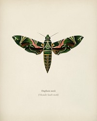 Oleander hawk-moth (daphnis nerii) illustrated by <a href="https://www.rawpixel.com/search/Charles%20Dessalines%20D%27%20Orbigny?&amp;page=1">Charles Dessalines D&#39; Orbigny</a> (1806-1876). Digitally enhanced from our own 1892 edition of Dictionnaire Universel D&#39;histoire Naturelle.
